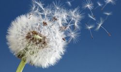 Prof. Dr. Özlü’den 'polen alerjisi'nde erken tedavi uyarısı