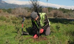 'Ağaç Adam'ın hedefi 1 milyon zeytin fidanı