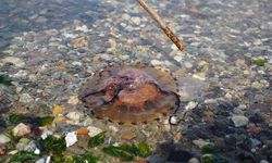 Denizde bu türü görürseniz sakın yaklaşmayın