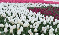 Emirgan Korusu’nda lale festivali başladı