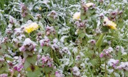 Baharda açan çiçekler beyaza büründü