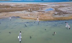 Nesli tükenmek üzere! Van Gölü’nde görüntülendi