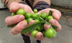 İlk erik hasadı yapıldı