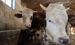 Kurbanlık alacaklara "yaş" uyarısı