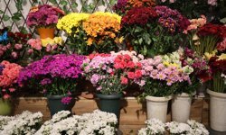 Düğün sezonu öncesi çiçekçilerde yoğun mesai