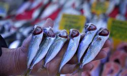 İstavritin kilosu 70 TL'ye düştü