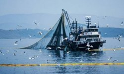 Tarım ve Orman Bakanlığı duyurdu: Denizlerde av yasağı başlıyor