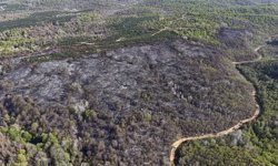 Beykoz’da orman yangınının bilançosu ortaya çıktı