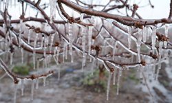Çiftçilerden soğukla mücadele: Ağaçlara buz uygulaması