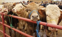 Diyanet yurt içi ve yurt dışı kurbanlık hisse fiyatları belli oldu