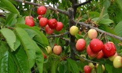Sezonun ilk kirazı cep yaktı