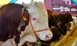 Türk Kızılay, kurban kesim bedellerini açıkladı