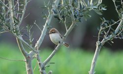 Hatay’da ilk kez görüldü: Nadir kuş türü kayıt altına alındı