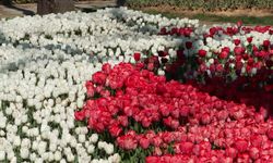 Baharın habercisi laleler İstanbul'u süsledi