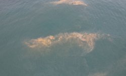 Avcılar sahilinde korkutan görüntü