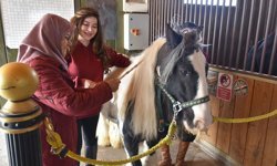 At üzerinde şifa: Pendik’te yaşlılara atlı terapi desteği
