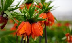 Ters laleler ziyaretçilerini bekliyor