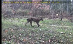 Yaban hayatı fotokapana yansıdı