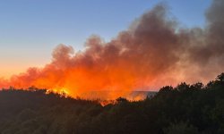 Beykoz'da orman yangını