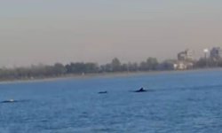 Küçükçekmece Sahili’nde yunus sürprizi