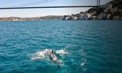 Boğaz turkuaza döndü, yunus sürüleri gemilerle yarıştı