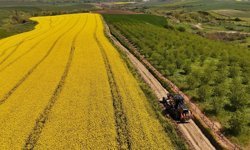 Tarla yolları hasada hazırlanıyor
