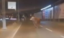 Avcılar'da kaçan kurbanlık boğa D-100 Karayolu'na çıktı