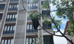 Ataşehir’de ağaçta yüzlerce arı