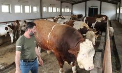 1,5 tonluk 'Tosun Paşa' 450 bin liraya alıcı buldu