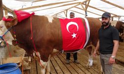 İstanbul’da dev tosunlar pazarda ilgi odağı oldu