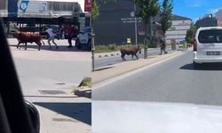 Arnavutköy’de nefes kesen kurbanlık kovalamacası kamerada