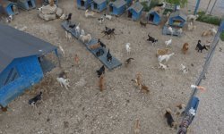 Pandemi sonrası terk edilen can dostlar şimdi barınaklarda