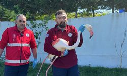 Arnavutköy’de vatandaşın fark ettiği flamingo kurtarıldı