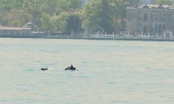 Yunuslar İstanbul Boğazı’nda görsel şölen oluşturdu