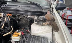 Otomobile kumrunun yuva yaptığını görünce tamiri bıraktı
