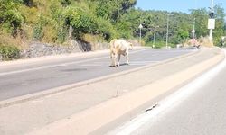 Ümraniye’de cadde ortasında başıboş inek görüntülendi
