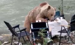 Bozayı piknik alanına indi, masadaki yiyecekleri tüketti