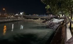 Bakırköy Çırpıcı Deresi’nde toplu balık ölümü