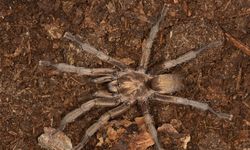 Türkiye'nin yeni tarantula türü tescillendi