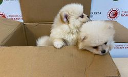 Kapıkule'de köpek kaçakçılığına geçit yok