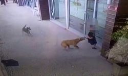 Başıboş köpek saldırılarıyla ilgili iki belediyeye soruşturma izni