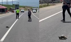 Kaplumbağa için akan trafiği durdurdu