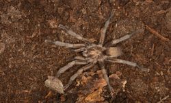 Türkiye'nin yeni tarantula türü tescillendi