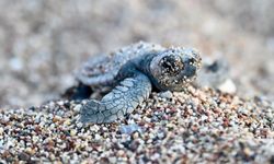 Caretta caretta yavruları denizle buluştu