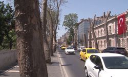 Asırlık çınarların kuruduğu iddiası gündem oldu