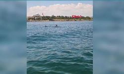 Tekirdağ açıklarında yunuslar görüntülendi