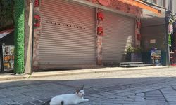 İstanbul'da mühürlü dükkanda korkutan manzara
