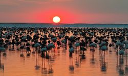 Bakan Kurum'dan 'Flamingo' paylaşımı