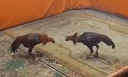 Büyükçekmece’de horoz dövüşüne polis baskını