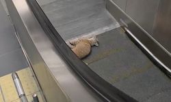 Başakşehir Metro İstasyonu'nda kedi yürüyen merdivene sıkıştı